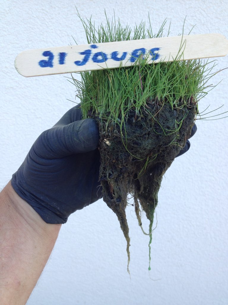 Vert Pure
