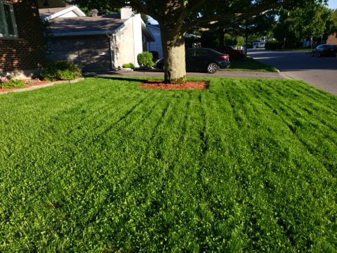 Vert Pure